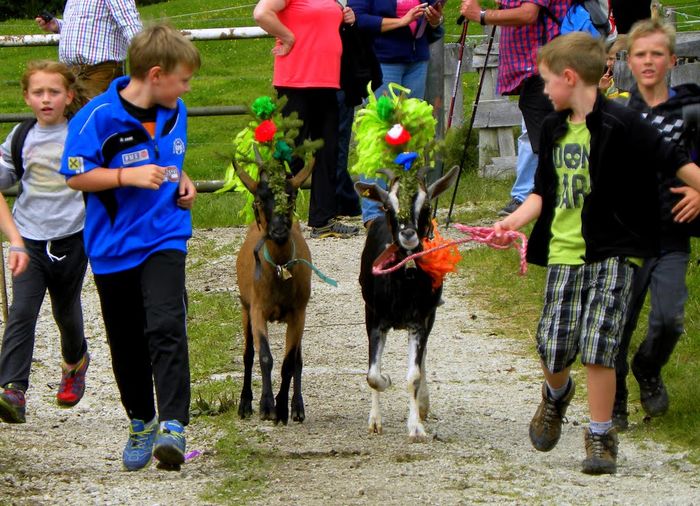 Capritele impodobite-65gcd