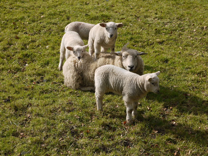 Dragalasii mielusei-7ce3