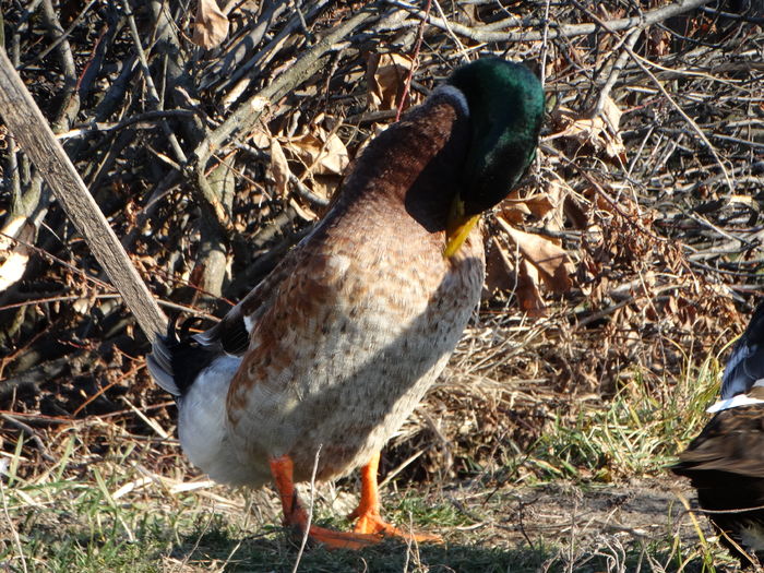 DSC08659 - Rate comune 2