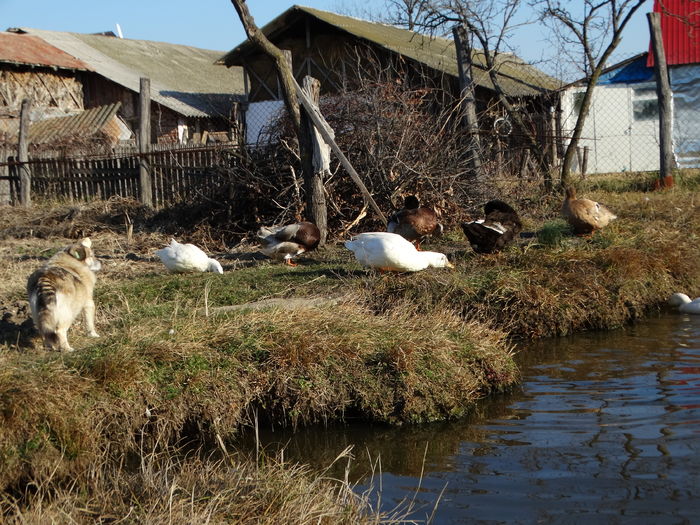 DSC08663 - Rate comune 2