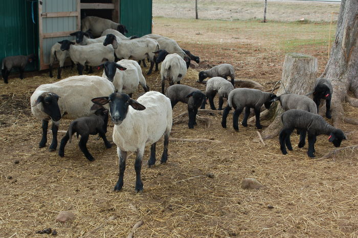 Miei frumosi si grasuti