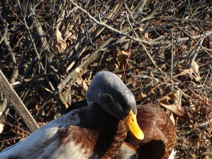 DSC08668 - Rate comune 2