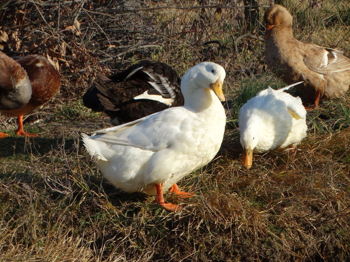 DSC08670 - Rate comune 2