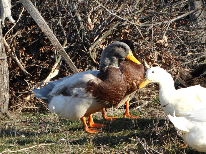 DSC08671 - Rate comune 2