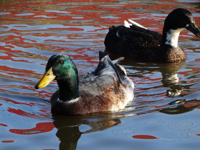 DSC08689 - Rate comune 2