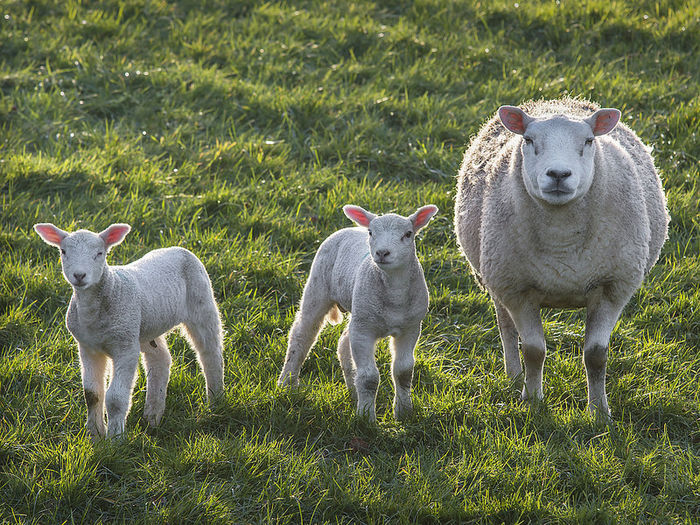 Mieluseii dragalasi-546