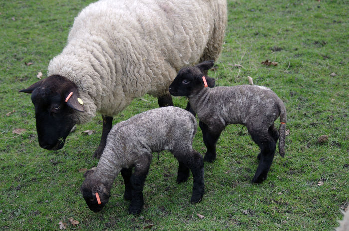 Mieluseii dragalasi-b5t