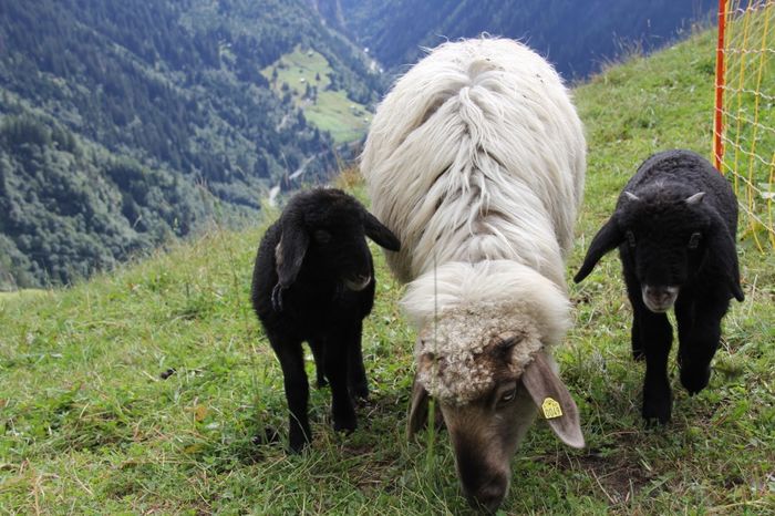 Oaie Steinchaf cu miei