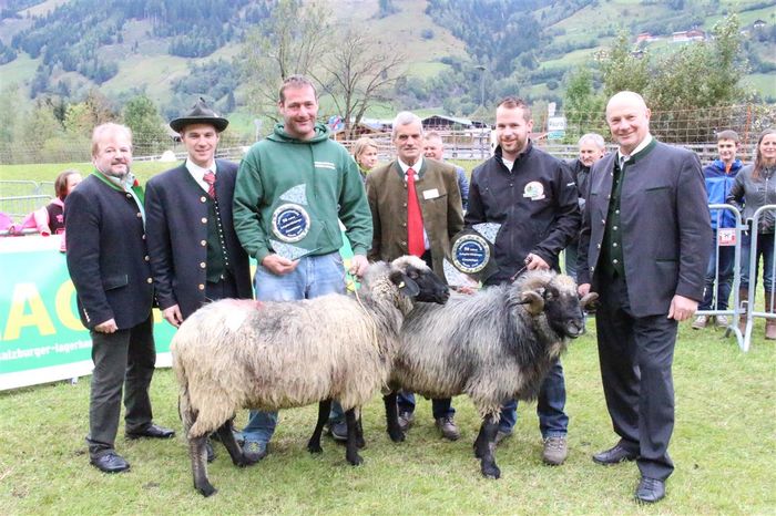 Oi la concurs Steinschaf frumoase - Rase de oi si capre poze deosebite 10