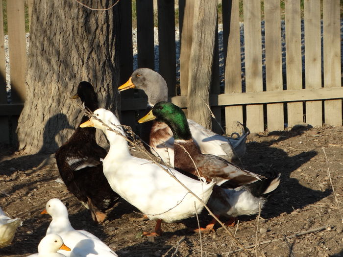 DSC08713 - Rate comune 2