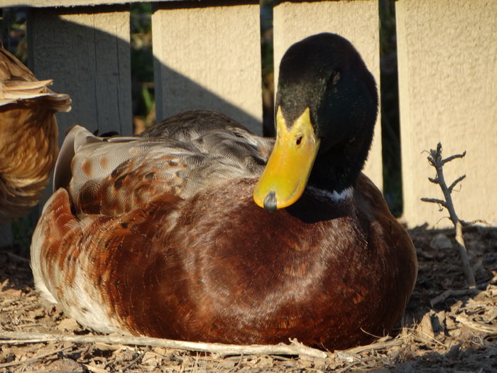 DSC08756 - Rate comune 2