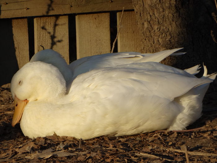 DSC08764 - Rate comune 2