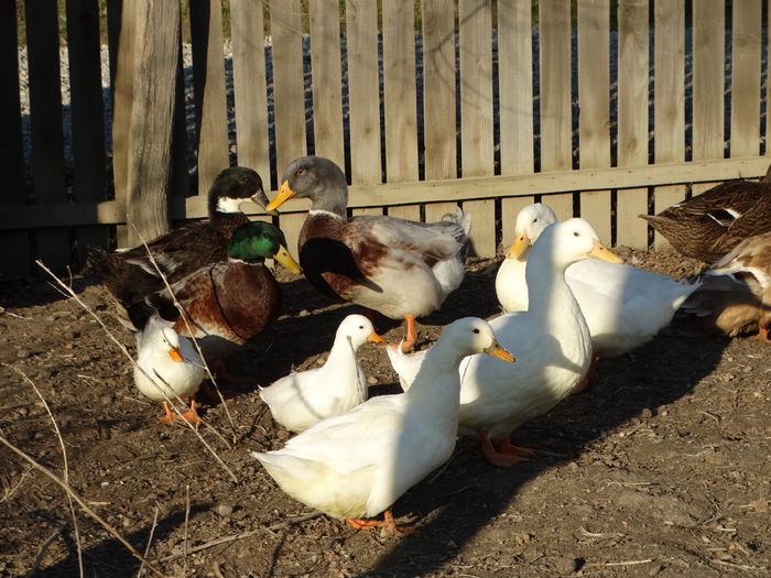 DSC08715 - Rate comune 2