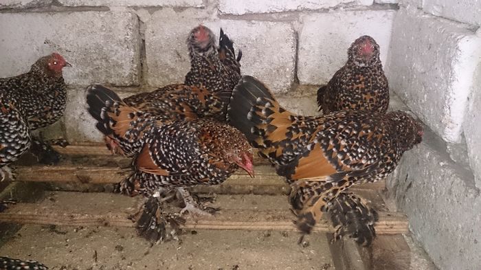 DSC_0072 - Mii de Flori Portelan matca 2016