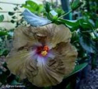 Wallflower - Hibiscusi din colectie
