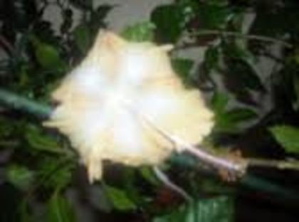 Cream lady - Hibiscusi din colectie