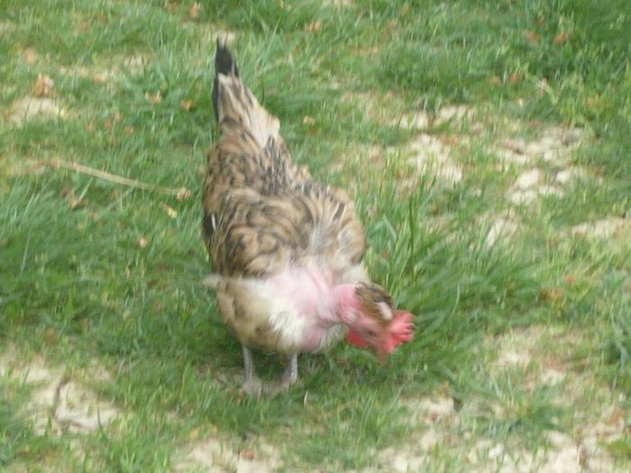 Pica gaina mea preferata din pacate a murit - gainile mele pitice la gramada