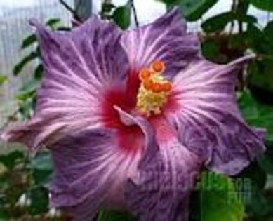 Tahitian lavander frolic - Hibiscusi din colectie