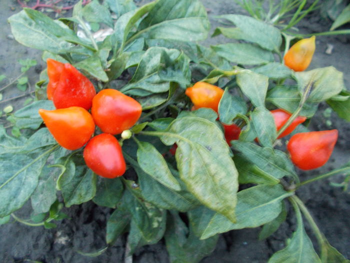 HUNGARIAN CHILLI - SEMINTE ARDEI IUTE CHILI