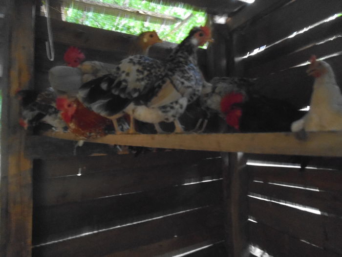 DSCF3113 - gainile mele pitice la gramada