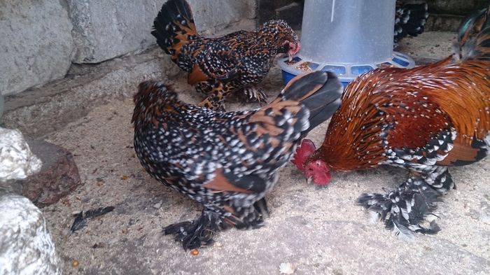 DSC_0064 - Mii de Flori Portelan matca 2016