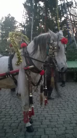 WP_20151220_16_47_30_Pro