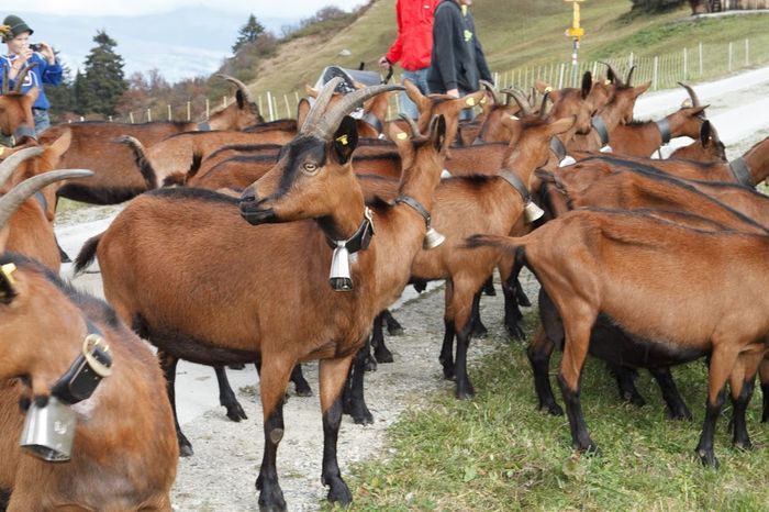 Frumuseti de Alpine deosebite - Rase de oi si capre poze deosebite 10