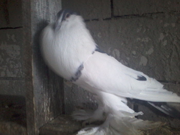 FEMELA 2013 - GUSATI DE POMERANIA DE VANZARE 0744230652