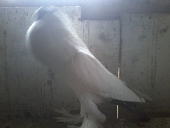 MASCUL2015 - GUSATI DE POMERANIA DE VANZARE 0744230652