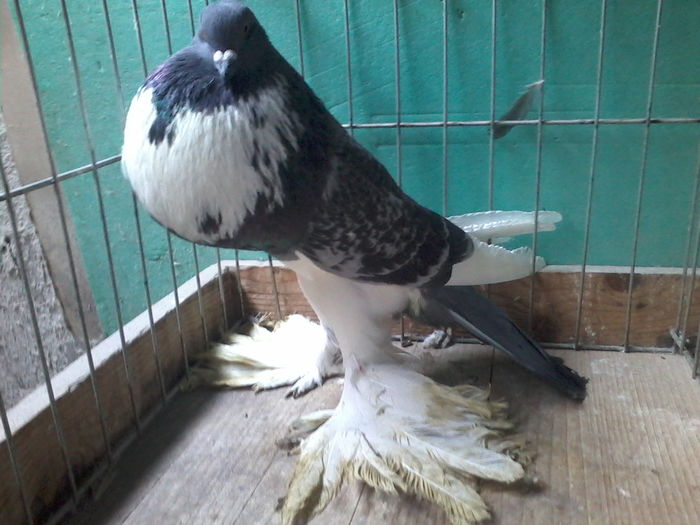 Fotografie-0041 - GUSATI DE POMERANIA DE VANZARE 0744230652
