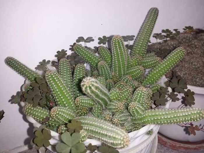  - Cactusi - 2015  _ partea a II-a