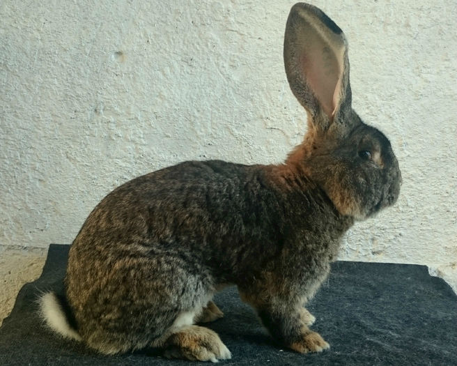 M4 UGG 97 P CAMPION COLECTIE UNGARIA 2014-TIBOR BIHARI