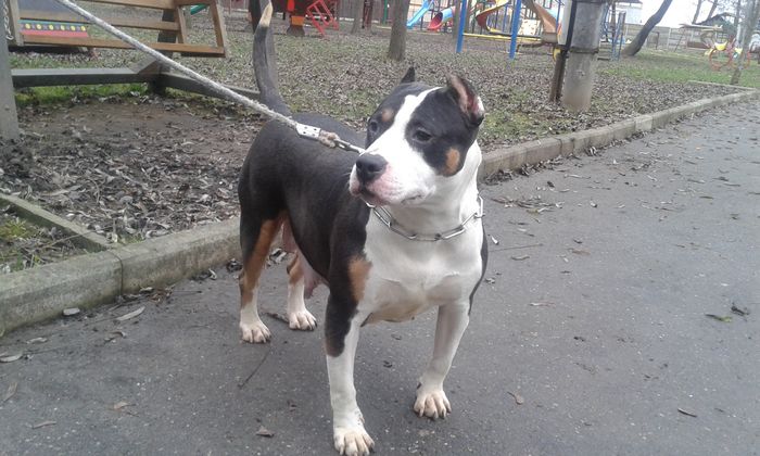 20151226_120117 - PITBULL TRICOLOR achizitie HU - VEGA