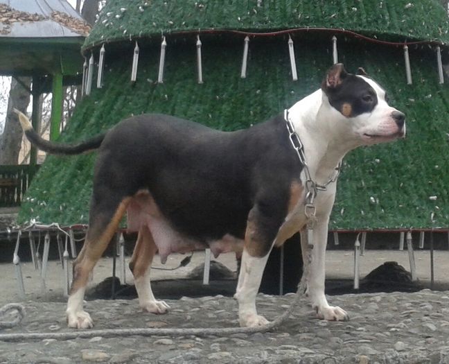 Astept puisori - PITBULL TRICOLOR achizitie HU - VEGA