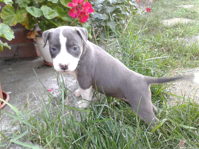 6 saptamani. - VEGA SI GOLDYE pitbull