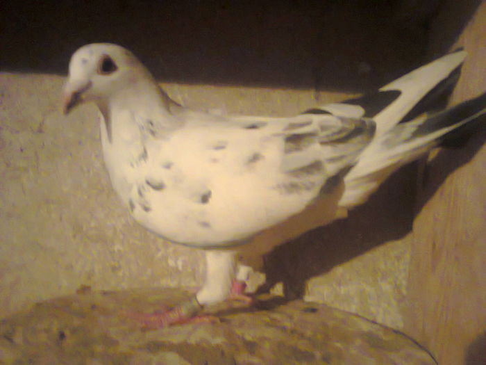 Femela-2015 - A-De vanzare porumbei o parte din ei clasati si altii zburati peste Ardeal