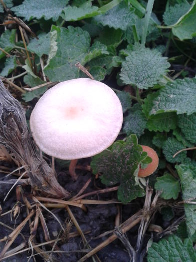 ciuperci 16.12.2015 Fotografie0008 (3) - M---diverse