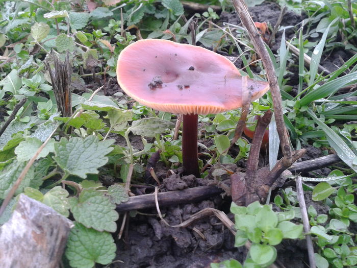 ciuperci 16.12.2015 Fotografie0008 (4) - M---diverse