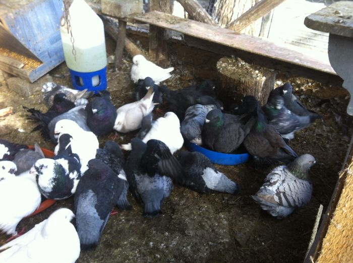 La baie in decembrie