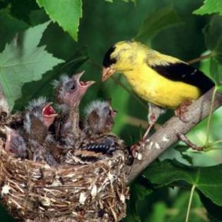 89330_3bdf31905d2eac03f7bfac117e366d15_mdsq - BIRDS