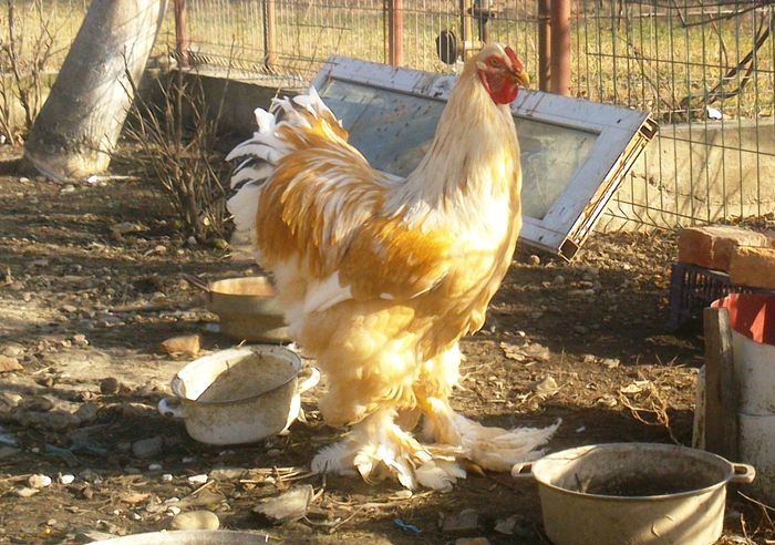 brahme
