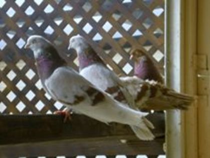 12289567_527818037393521_8034257386433463077_n