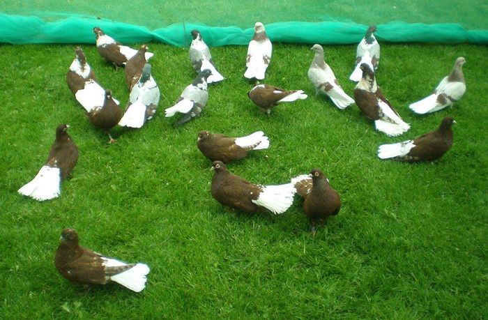 12308393_908251302604146_586970319832075073_n