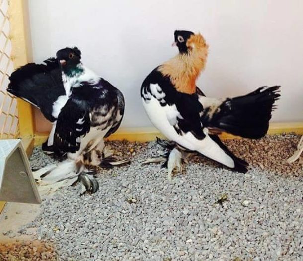 12313706_908452912583985_1021613848638923695_n