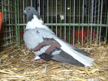 12313871_527818364060155_6358940014347281262_n