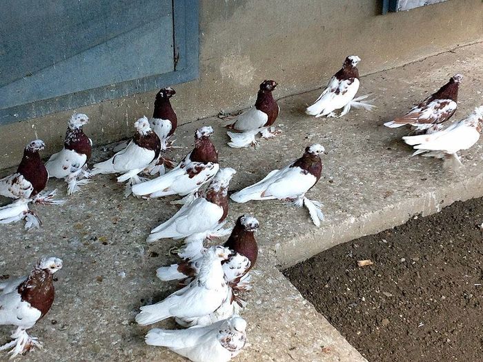 12341536_909576609138282_7291921380326143353_n