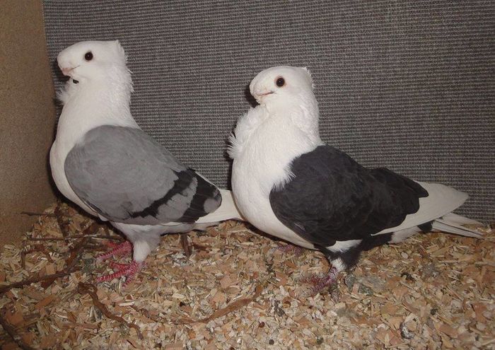 12003867_900379883391288_4943664845541488043_n