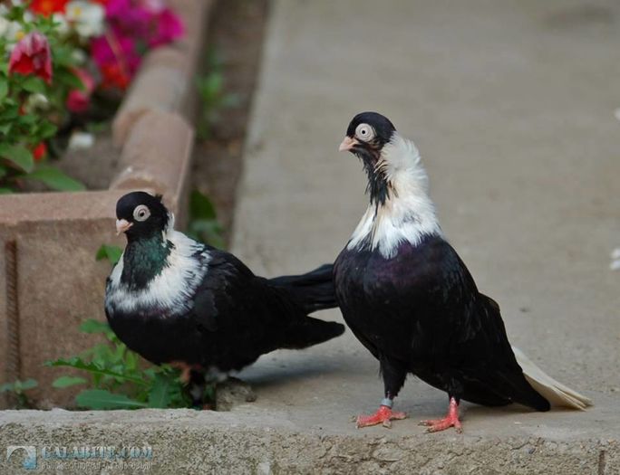 12227697_898627736899836_6979814779570001346_n