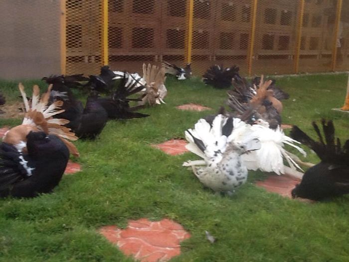 12109060_889353741160569_6270522888670584163_n