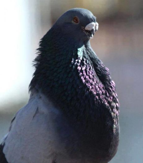 12122558_887559648006645_8811430888141111696_n